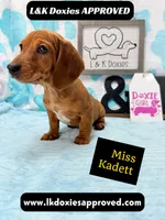Miss Kadett 785-821-1920, a female Miniature Dachshund for sale in Arapahoe, CO – 6 of 10