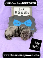 Mr Arlo, a male Miniature Dachshund for sale in Arapahoe, CO – 2 of 10