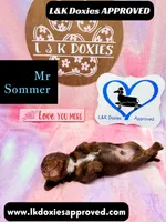 Mr Soomer LH, a male Miniature Dachshund for sale in Arapahoe, CO – 5 of 10