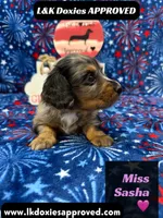 Miss Sasha , a female Miniature Dachshund for sale in Arapahoe, CO – 7 of 10