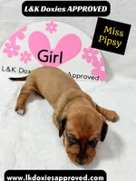 Miss Pipsy  text 785-821-1920 SH, a female Miniature Dachshund for sale in Arapahoe, CO – 3 of 9