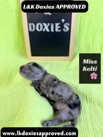 Miss Kelti 🩷785-821-1920, a female Miniature Dachshund for sale in Arapahoe, CO – 3 of 10