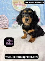 Miss Shira 💜, a female Miniature Dachshund for sale in Arapahoe, CO – Photo 7 of 9