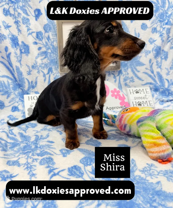 Miss Shira 💜 – Miniature Dachshund puppy for sale in Arapahoe, CO
