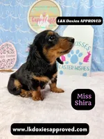 Miss Shira 💜, a female Miniature Dachshund for sale in Arapahoe, CO – Photo 8 of 9