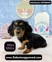 Miss Shira 💜, a female Miniature Dachshund for sale in Arapahoe, CO – Photo 3 of 9