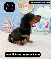 Miss Shira 💜, a female Miniature Dachshund for sale in Arapahoe, CO – Photo 9 of 9