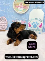 Miss Shira 💜, a female Miniature Dachshund for sale in Arapahoe, CO – Photo 6 of 9
