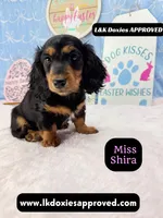 Miss Shira 💜, a female Miniature Dachshund for sale in Arapahoe, CO – Photo 2 of 9