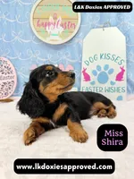 Miss Shira 💜, a female Miniature Dachshund for sale in Arapahoe, CO – Photo 4 of 9