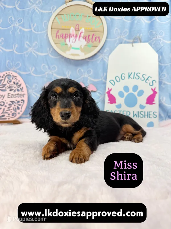 Miss Shira 💜 – Miniature Dachshund puppy for sale in Arapahoe, CO