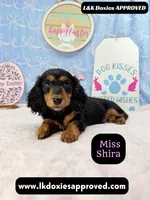 Miss Shira 💜, a female Miniature Dachshund for sale in Arapahoe, CO – Photo 1 of 9