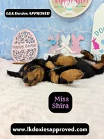 Miss Shira 💜, a female Miniature Dachshund for sale in Arapahoe, CO – Photo 5 of 9