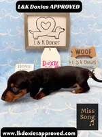 Miss Song 785-821-1920, a female Miniature Dachshund for sale in Arapahoe, CO – 10 of 10