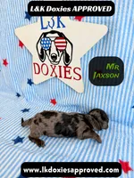 Mr Jaxson, a male Miniature Dachshund for sale in Arapahoe, CO – 5 of 10