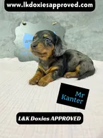 Mr Kantor 785-821-1920, a male Miniature Dachshund for sale in Arapahoe, CO – 7 of 10