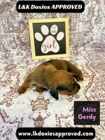 Miss Gerdi SH NO Dapple genes, a female Miniature Dachshund for sale in Arapahoe, CO – 9 of 10