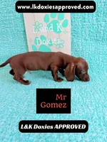 Mr Gomez SH , a male Miniature Dachshund for sale in Arapahoe, CO – 5 of 10