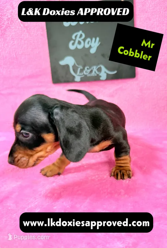 Mr Cobler 785-821-1920 SH – Miniature Dachshund puppy for sale in Arapahoe, CO