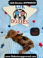 Me Jager, a male Miniature Dachshund for sale in Arapahoe, CO – 1 of 9