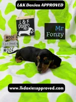 Mr Fonzy 785-821-1920, a male Miniature Dachshund for sale in Arapahoe, CO – 3 of 10