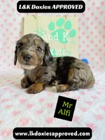 Mr Alfie 795-821-1920, a male Miniature Dachshund for sale in Arapahoe, CO – 5 of 9