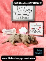 Miss Skylee Dapple LH , a female Miniature Dachshund for sale in Arapahoe, CO – 8 of 10