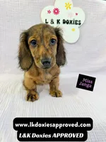 Miss Janga LH, a female Miniature Dachshund for sale in Arapahoe, CO – 6 of 10