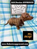 Mr Benji Brindle 💙, a male Miniature Dachshund for sale in Arapahoe, CO – 10 of 10