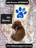Mr Gomez SH , a male Miniature Dachshund for sale in Arapahoe, CO – 9 of 10