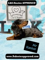 Mr Kantor 785-821-1920, a male Miniature Dachshund for sale in Arapahoe, CO – 5 of 10