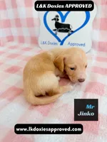 Mr Jinko , a male Miniature Dachshund for sale in Arapahoe, CO – 5 of 10