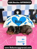 Mr Kantor 785-821-1920, a male Miniature Dachshund for sale in Arapahoe, CO – 4 of 10