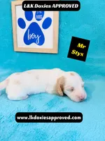 Mr Styx 785-821-1920 LH, a male Miniature Dachshund for sale in Arapahoe, CO – 5 of 10