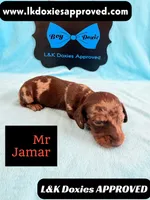 Mr Jamar 💙, a male Miniature Dachshund for sale in Arapahoe, CO – 2 of 5