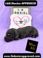Miss Ali 785-821-1920, a female Miniature Dachshund for sale in Arapahoe, CO – 7 of 10