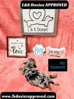 Mr Samson, a male Miniature Dachshund for sale in Arapahoe, CO – 5 of 10