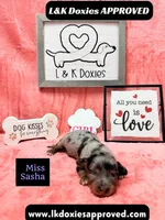 Miss Sasha Dapple LH , a female Miniature Dachshund for sale in Arapahoe, CO – 6 of 10
