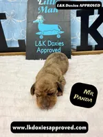 Mr Panda Dapple , a male Miniature Dachshund for sale in Arapahoe, CO – Photo 2 of 9