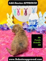 Mr Panda Brindle, a male Miniature Dachshund for sale in Arapahoe, CO – Photo 5 of 6