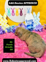 Mr Panda Brindle, a male Miniature Dachshund for sale in Arapahoe, CO – Photo 3 of 6