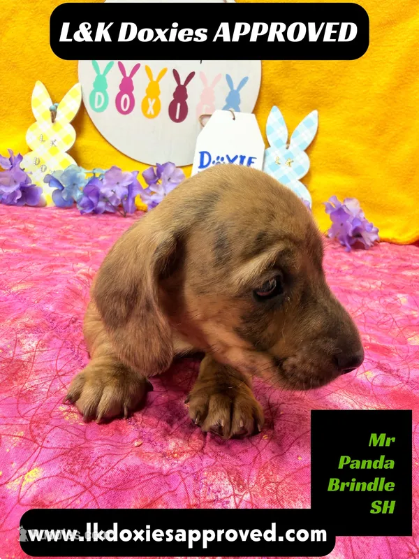 Mr Panda Brindle – Miniature Dachshund puppy for sale in Arapahoe, CO