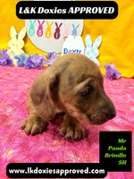 Mr Panda Brindle, a male Miniature Dachshund for sale in Arapahoe, CO – Photo 1 of 6