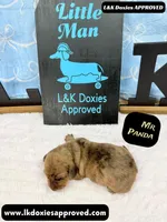 Mr Panda Dapple , a male Miniature Dachshund for sale in Arapahoe, CO – Photo 8 of 9