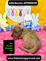 Mr Panda Brindle, a male Miniature Dachshund for sale in Arapahoe, CO – Photo 4 of 6