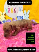Mr Panda Brindle, a male Miniature Dachshund for sale in Arapahoe, CO – Photo 6 of 6