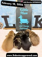 Mr Panda Dapple , a male Miniature Dachshund for sale in Arapahoe, CO – Photo 7 of 9