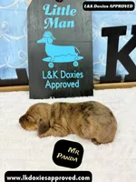 Mr Panda Dapple , a male Miniature Dachshund for sale in Arapahoe, CO – Photo 6 of 9