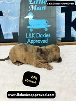 Mr Panda Dapple , a male Miniature Dachshund for sale in Arapahoe, CO – Photo 5 of 9
