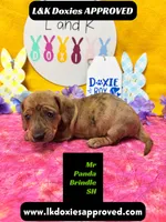 Mr Panda Brindle, a male Miniature Dachshund for sale in Arapahoe, CO – Photo 2 of 6